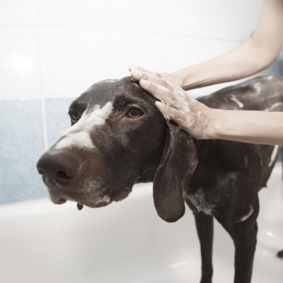 How to Keep Home Clean When you have Pets