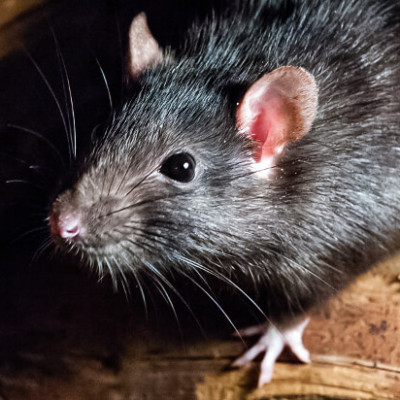 How to Get Rid of a Rat or Mouse Infestation