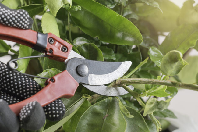 Extend the Life of Your Trees - The Dedicated House