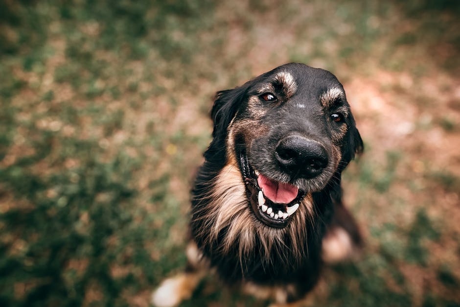 How To Train Your Dog To Stay In The Yard The Dedicated House