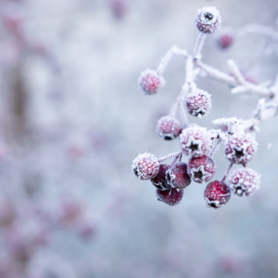 Perfect Plants to Grow in the Cold