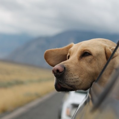 6 Tips for Traveling With Your Dog