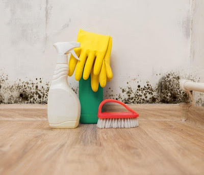 Mold in Homes in Fort Lauderdale