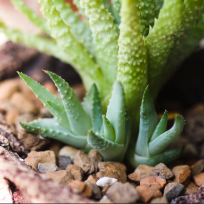 5 Reasons To Grow Plants In Your Home