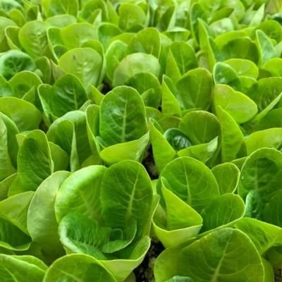 6 Tips for Selecting the Best Seeds