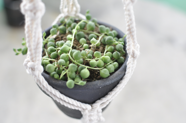 8 Best Houseplants for Low Light Areas