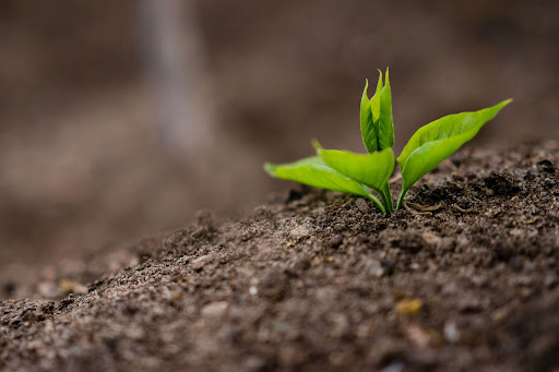 How to Start Seeds at Home