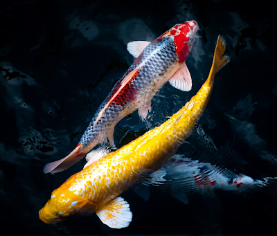 How to Build Your Own Backyard Koi Pond