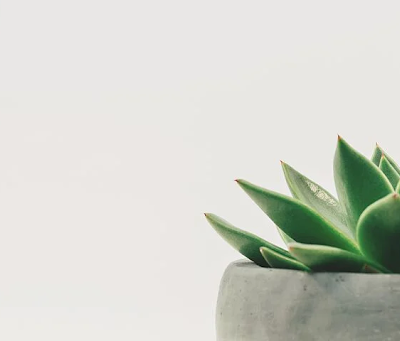 Beautiful Looking Plants That Are Easy To Care For