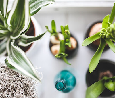 Make the Most of Houseplants in Your Home
