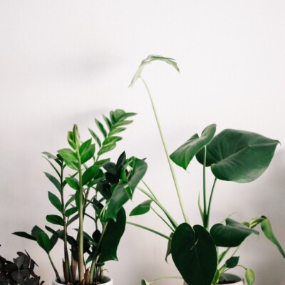 Tips to Grow Houseplants at Home