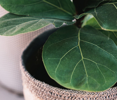 Take Care Of Ficus Lyrata