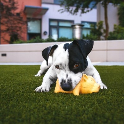 When Should You Use Fake Grass For Your Home