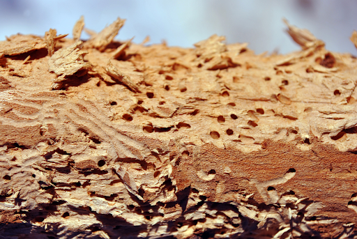 termite inspections