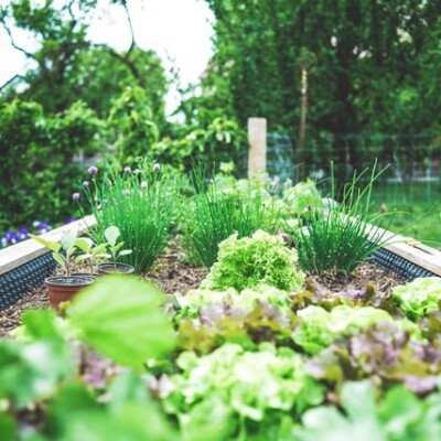 Creating a Thriving Garden