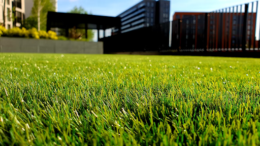 Top Types of Grass to Use In Shaded Areas