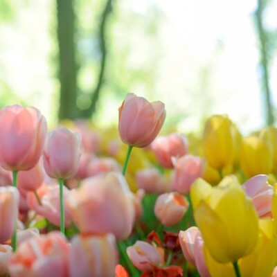 Landscape with Tulip Bulbs