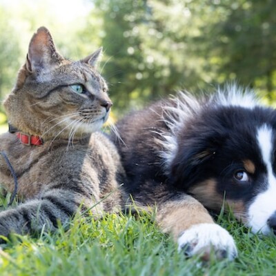 Things that Your Pets Need at Home