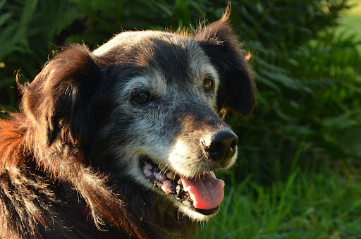 If You Have an Old Pet This Is How to Cater to Them