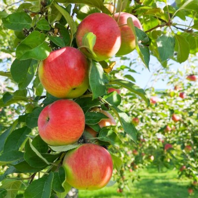 The Health Benefits of Apples