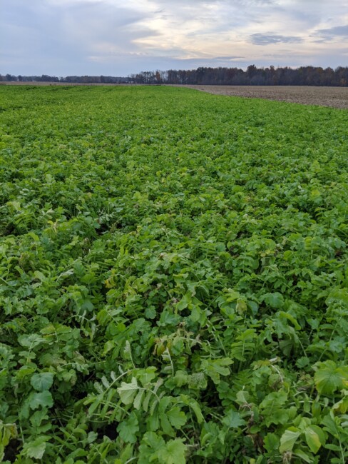 Need to Know About Cover Crops