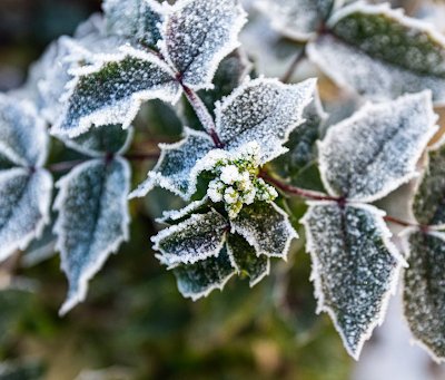 Can You Still Grow Plants in Winter?