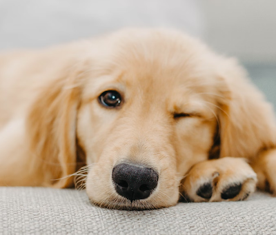 Decoding Clinginess in Dogs
