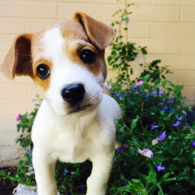 Guide to Puppy Nutrition
