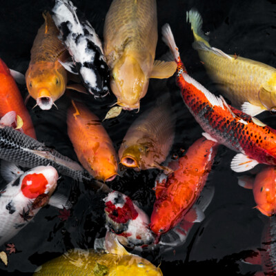 Fueling Your Koi for a Vibrant Life