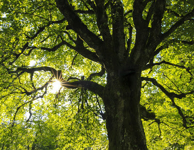 Embracing Tree Care