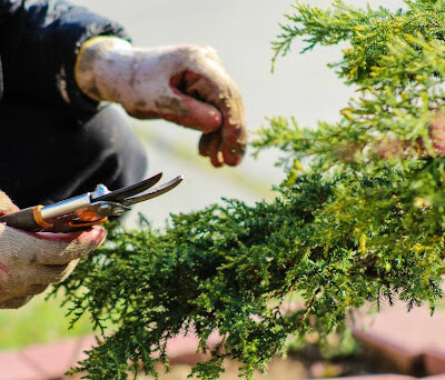 Can You Still Grow Plants in Winter?