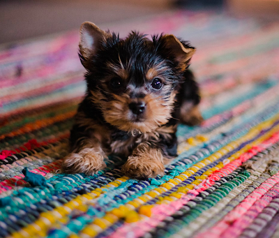 Prepare Your Home for a New Puppy