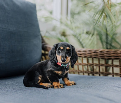 Why Dachshunds Are Perfect Furry Companions