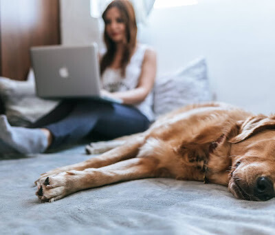 Must-Have Items for a Dog-Friendly Home