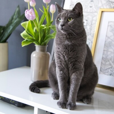 Odor Free with Cats