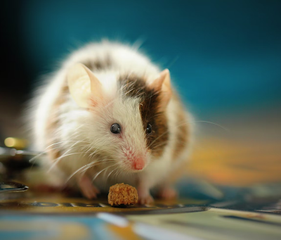 Rodent Control Service Provider