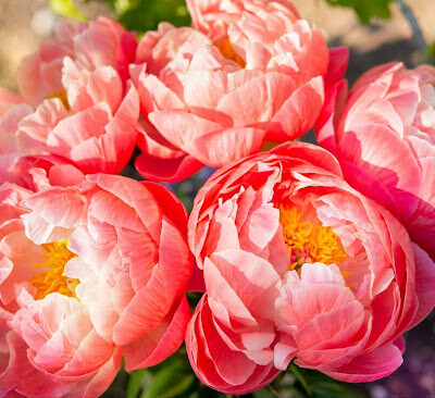 Peony Plant Care for Your Home Garden
