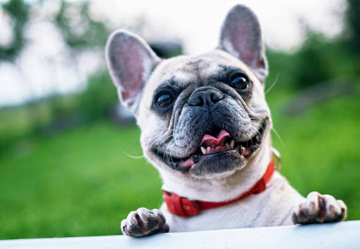 4 Top Tips to Keep Your Pets Safe