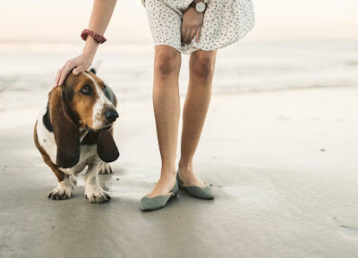 Facts About Responsible Pet Ownership