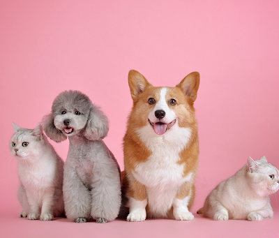 Understanding Pet Business Insurance
