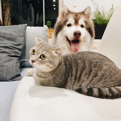 Selling a House Your Pets Destroyed