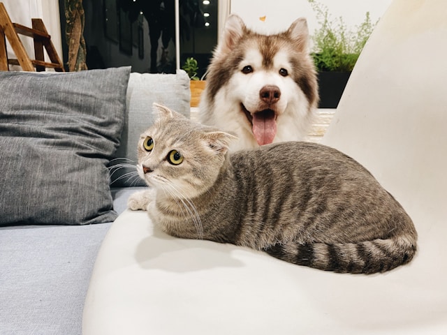 Selling a House Your Pets Destroyed