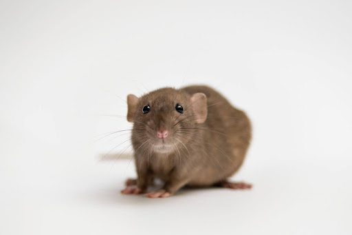 A Yearly Pest Calendar