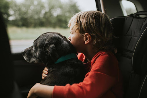 Helping Your Pet Feel Secure