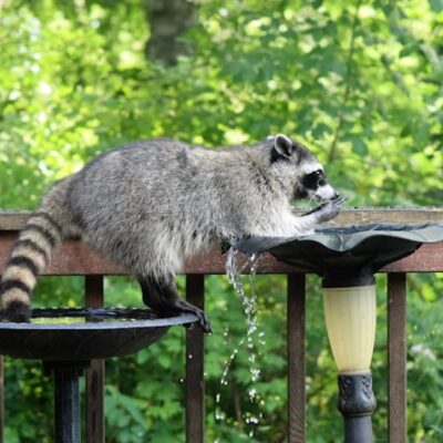 Wildlife Damage Repair Services