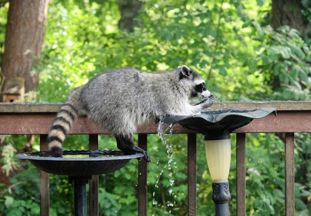 Wildlife Damage Repair Services