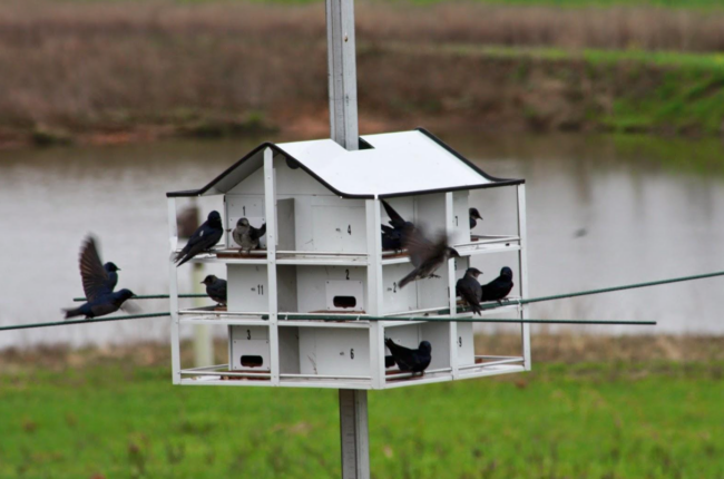 Purple Martin Bird House