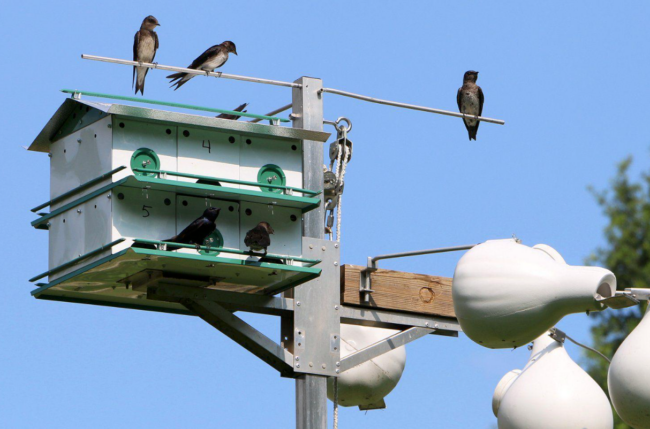 Purple Martin Bird House