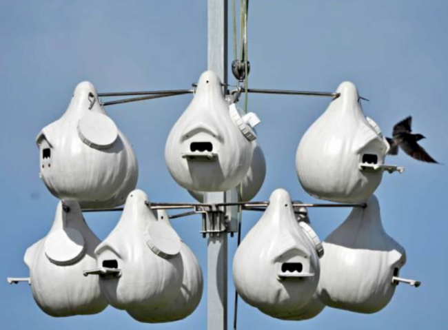Purple Martin Bird House