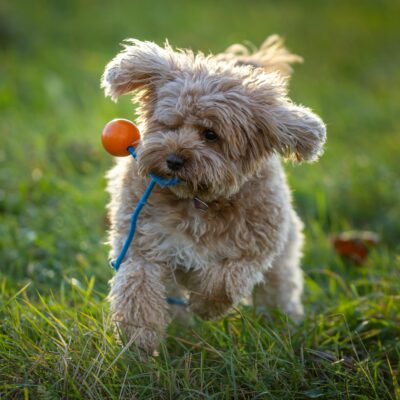 Why Cavapoos Are a Perfect Match